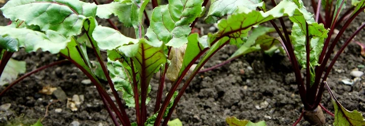 Junge Rote Bete Pflanzen im Beet